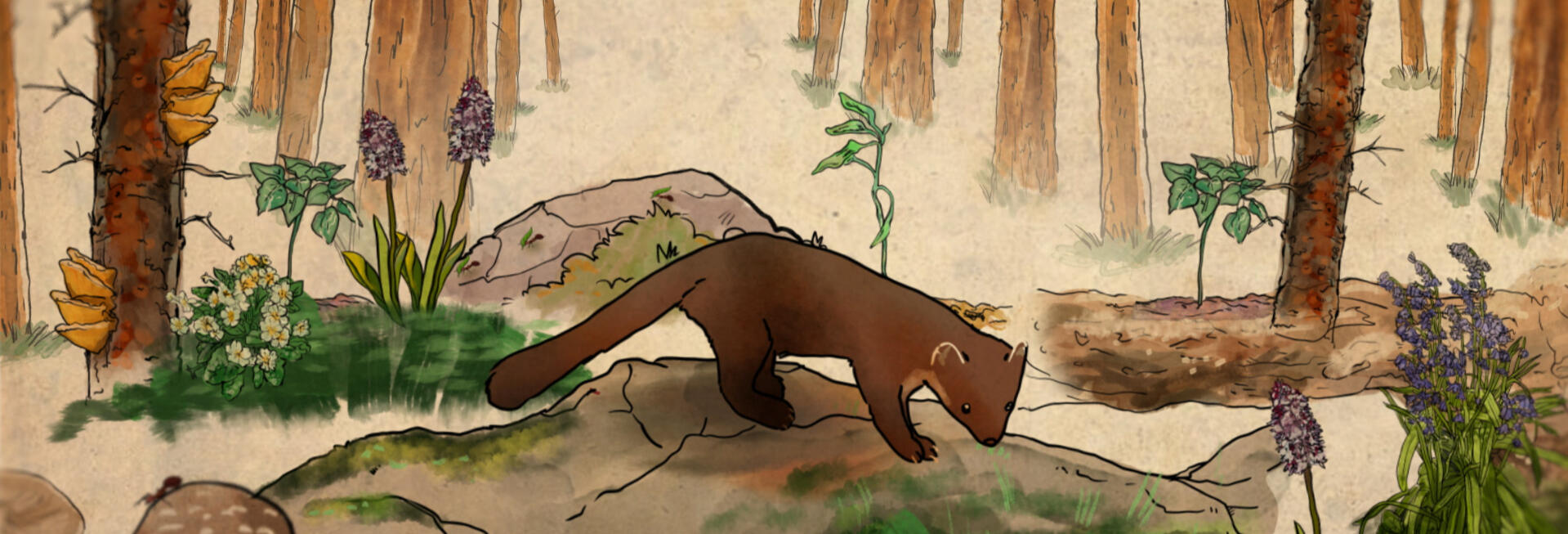 Native Social - Pine Martin illustration in a uk native forest.